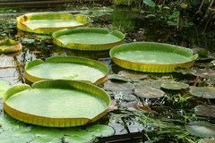Ogród Botaniczny